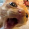 猫来疯🐈‍⬛