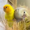 葡菠小叽🐦（超长美甲养鸟版）