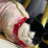 臭元宝🐱🐱🐱