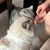火锅奶茶都是猪咪