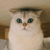 猪小咪🥯