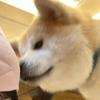 意难眠