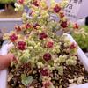 花枝谷