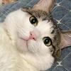 喵八佰🐱