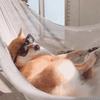白果的小花园
