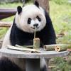 那个黑白胖子