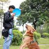 宠道训犬师姚飞