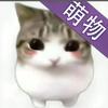 湖州幺喵宠物批发面面