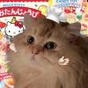 叮当小猪包