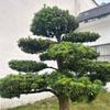 杏林祥瑞