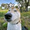 加1（萤火突击）