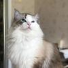 猫咪少打游戏机