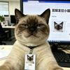 猫辑（代✂️）