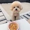 弟弟今天吃什么