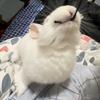 便秘小兔宝