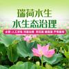 水生植物种植销售＆生态浮岛