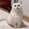 Zoey的猫