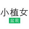 小植女绿植旗舰店