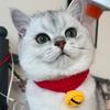 猫太吉是只喵