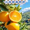 正宗信丰赣南脐橙