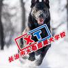 长治市火焰蓝训犬学校——于教练