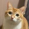 一条猫猫虫