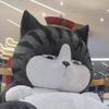 王保守