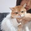 胖猫老师讲Meta