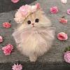 浩雪猫舍
