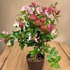 一飘香花卉园艺