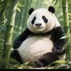 可爱熊猫