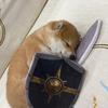 宝总󠇥󠇥和小刀盾
