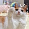 猪咪与西