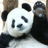 超级大熊猫儿