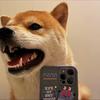 圈内小狐狸🦊