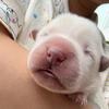 皮皮🐷咪
