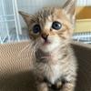 暴富是只招财🐱