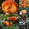 湖北乡味园种植有限公司