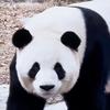 蓁蓁爱熊猫