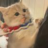 酸奶的猫meme