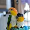 南哥鹦鹉