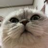 404是只猫