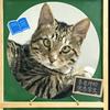 李老师的猫鼠学生（乐一找回来了）