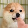 柴犬NouNou酱