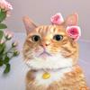 猫猫大王