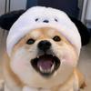 一只狗