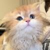 Ppitune-