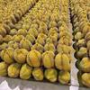 嘉兴世豪榴莲菠萝蜜代采代发