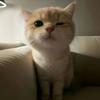 梦想养只小猫