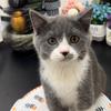 一粒小黑豆🐱